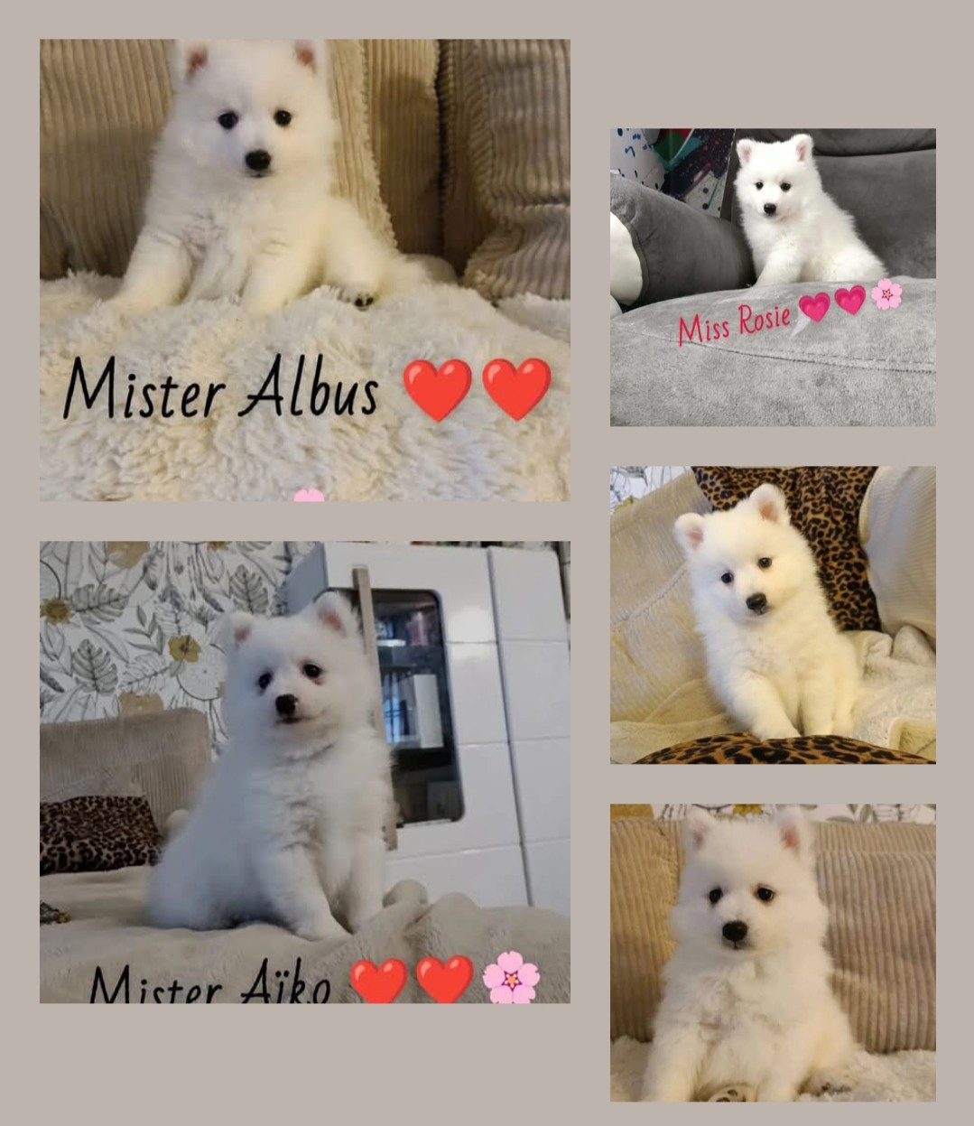 Les Babys 7 semaines 