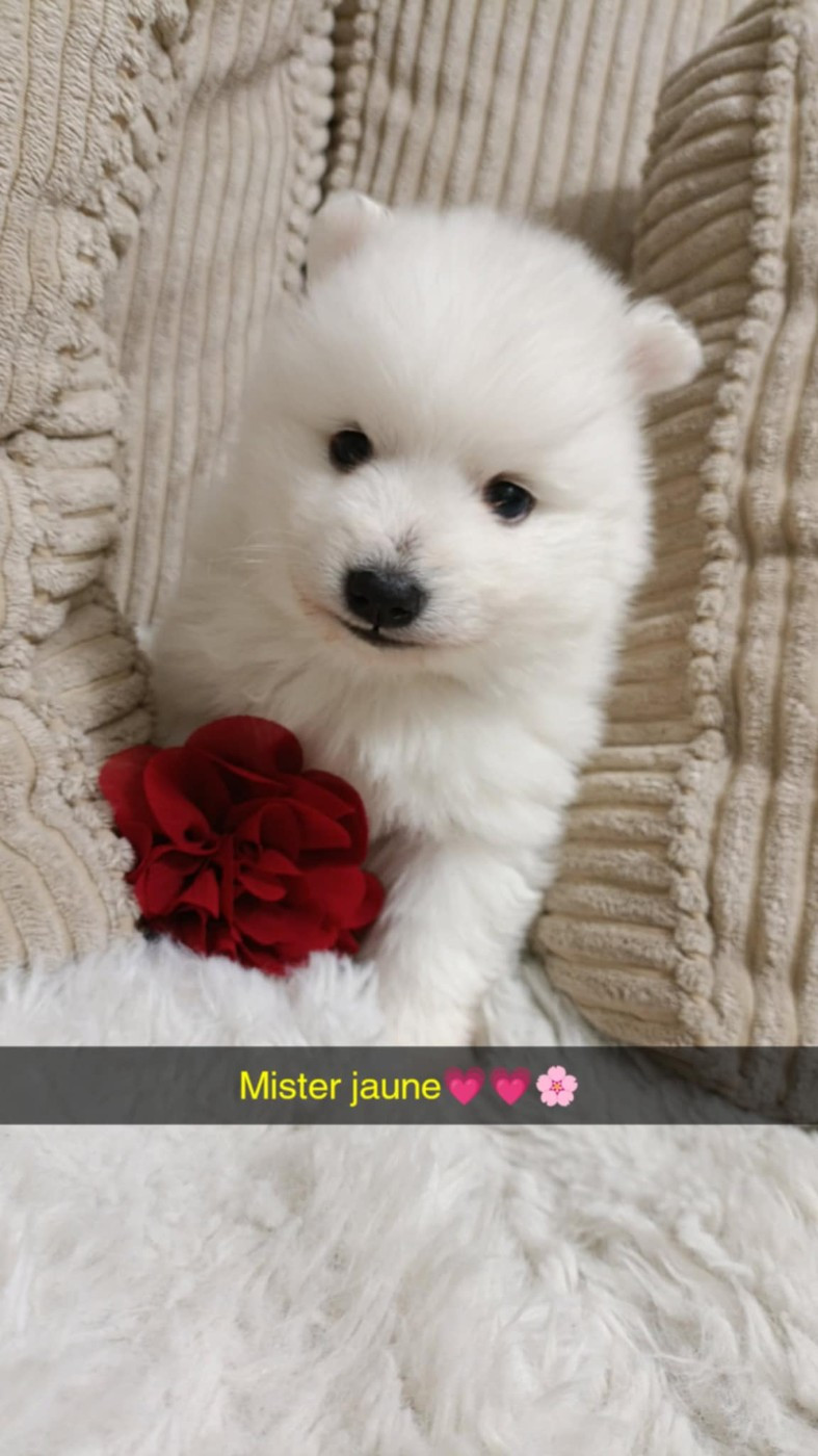 Du Domaine Des Louves Blanches - Chiots disponibles - Spitz japonais