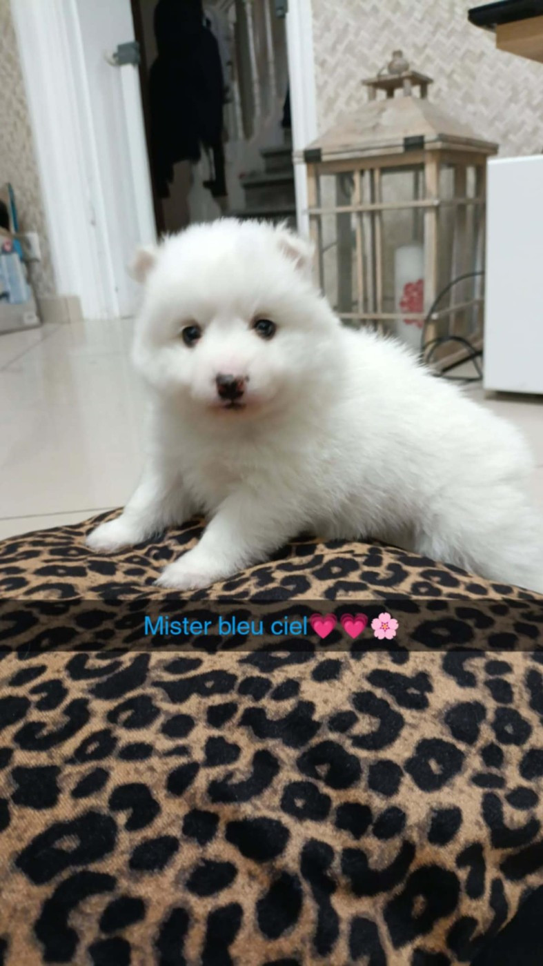 Du Domaine Des Louves Blanches - Chiots disponibles - Spitz japonais