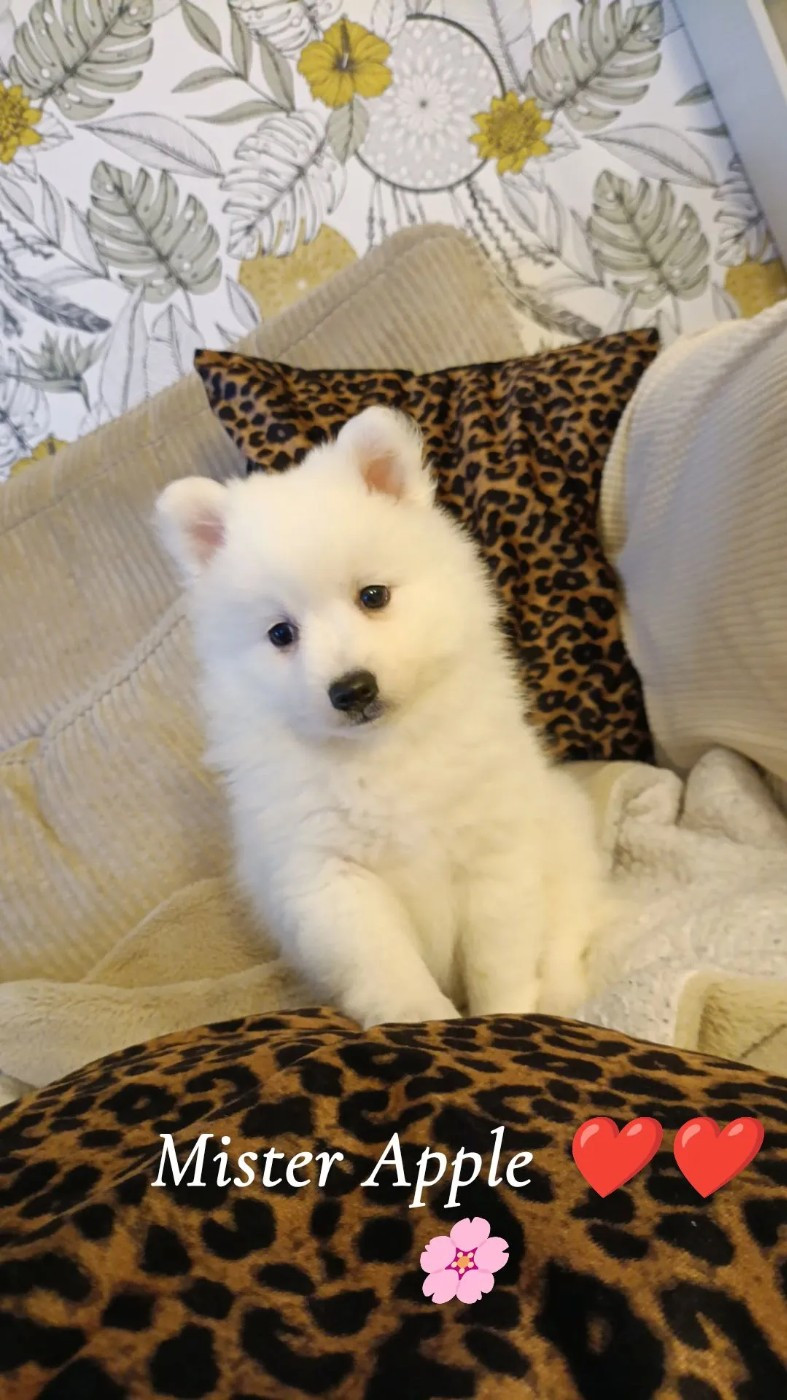 Chiot Spitz japonais Du Domaine Des Louves Blanches