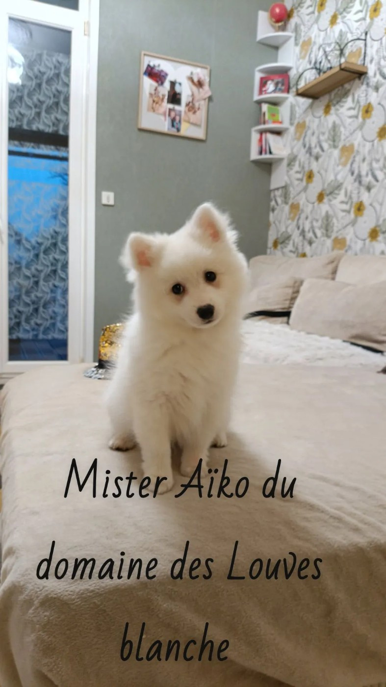 Du Domaine Des Louves Blanches - Chiots disponibles - Spitz japonais