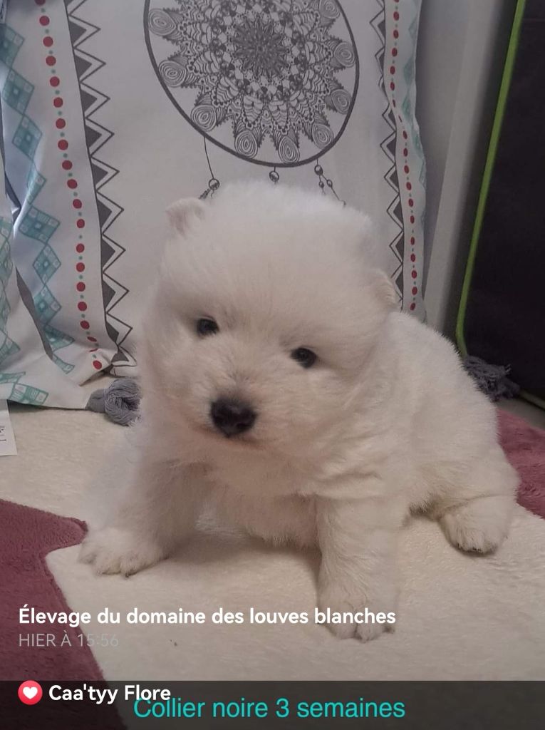 Chiot Spitz japonais Du Domaine Des Louves Blanches