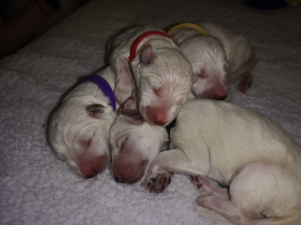 Chiot Berger Blanc Suisse Du Domaine Des Louves Blanches