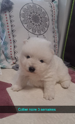 CHIOT 1