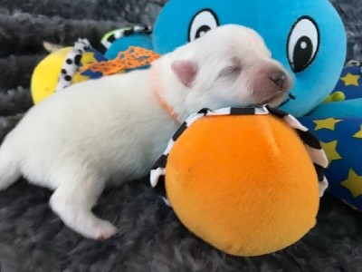 CHIOT