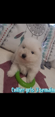 CHIOT 2