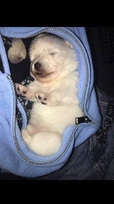 CHIOT