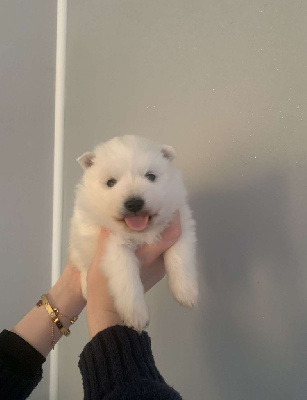 CHIOT 3