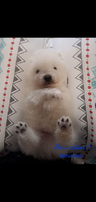 CHIOT 3
